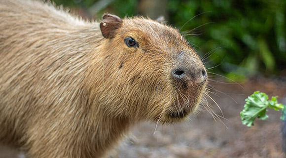 Capybara Pair Added to County Zoo Family