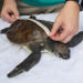 WATCH: Brevard Zoo Sees Influx of Sea Turtle Patients, Admitted 13 Sea Turtles Over the Weekend