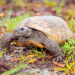 FWC: Help Conserve Florida’s Favorite Tortoise on National Gopher Tortoise Day