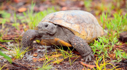 FWC: Help Conserve Florida's Favorite Tortoise on National Gopher ...