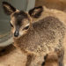 WATCH: Brevard Zoo Welcomes Adorable Tiny Klipspringer Female Calf ‘Clarice’