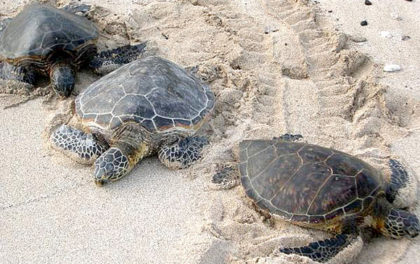 Record Numbers of Loggerhead Sea Turtles Nesting Along Brevard County ...