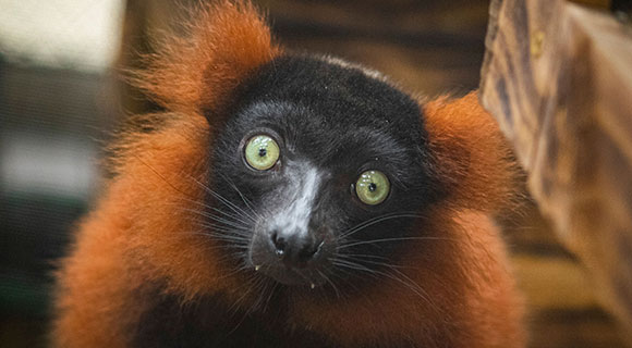 WATCH: Critically Endangered Lemurs Julienne and Juniper Have Arrived ...