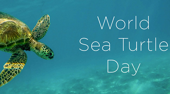 Shell Ebrate World Sea Turtle Day At Brevard Zoo On June 16 Features Special Activities