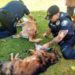 Donated Pet Masks Allow Palm Bay Police, Firefighters to Save Four Dogs After House Fire