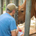 Brevard Zoo’s 19-Year-Old Rhinoceros ‘Kibibi’ Gets Treatment for Digestive System Blockage