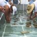 Scientists Return From Dry Tortugas Coral Rescue Mission, Continue Restoration Efforts