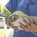 WATCH: Brevard Zoo Releases Two Juvenile Green Sea Turtles into Indian River Lagoon