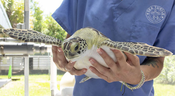 WATCH: Brevard Zoo Releases Two Juvenile Green Sea Turtles into Indian ...