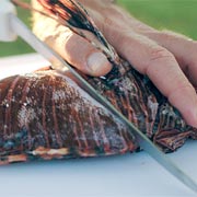 WATCH: Find Out How Lionfish Harvest Works and See These Delicious Fish ...