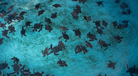 Brevard Zoo Gives Tips On How to Protect Sea Turtles in the Aftermath ...