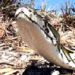 Florida Fish and Wildlife Captures Huge Burmese Python, Second-Largest Snake Ever Removed
