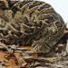 Snakes, Spiders to Be Featured at Brevard Zoo’s Annual Cold-Blooded Weekend Aug. 31 to Sept. 2