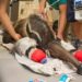 WATCH: Giant Anteater ‘Boo’ Undergoes Wellness Exam at Brevard Zoo, Passes With Flying Colors