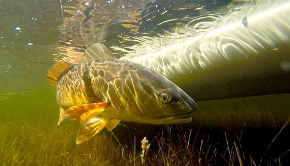 WATCH: From Tarpon to Bass, There’s Nothing off Limits When Kayak ...