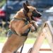 SEE RESULTS: Cocoa Police Second Annual Space Coast Police K9 Competition Results a Big Hit