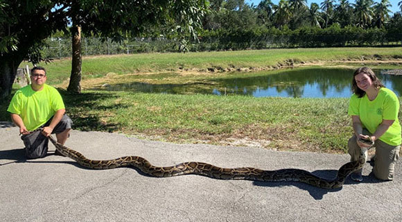 FWC Python Action Team Removes 900th Snake, Captures Huge Record Python ...