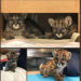 Florida Panther Kittens Under Florida Fish and Wildlife Care For Neurological Disorder