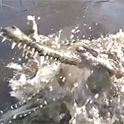 VIDEO: 11-Foot African Crocodile Captured Leaping Out of Water at ...