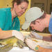 WATCH: Brevard Zoo’s Sea Turtle Healing Center Treats Juvenile Green Sea Turtle ‘Finn’