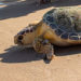 WATCH: Brevard Zoo Releases Juvenile Sea Turtles ‘Harley’ and ‘Hope’ in Vero Beach