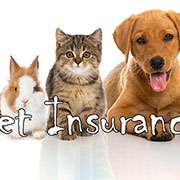 Should You Insure Your Pet? - Space Coast Daily