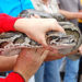 WATCH: FWC Hosts Online Training Camp to Teach Safe Capture Techniques for Florida Python Challenge