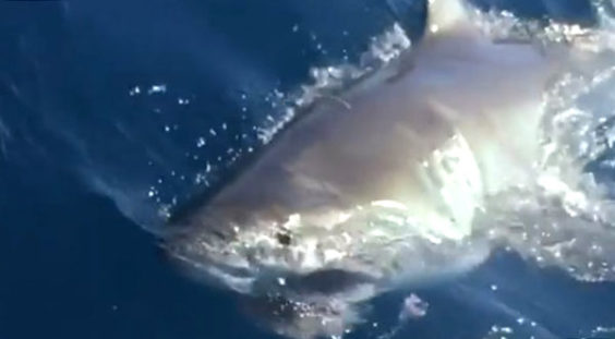 WATCH: Fishermen Hook 13-Foot Great White Shark in Florida: 'Like ...