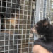 IMAGE OF THE DAY: Brevard Zoo Introduces New Bear ‘Brody’ to Future Roommate ‘Cheyenne’