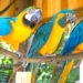 Brevard Zoo’s Rainforest Revealed Introduces Four New Macaws Into Large Aviary