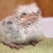 WATCH: Brevard Zoo Welcomes Newest Member Tawny Frogmouth Chick ‘Little Frank’