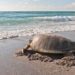 FWC Asks You to Help Protect Endangered Turtles Safe by Keeping Beaches Dark and Clean