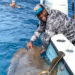 WATCH: Former Cocoa Tiger, Space Coast Sports Hall of Famer Jawaan Taylor Reels in 400-Pound ‘Goliath’ Grouper