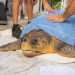 Brevard Zoo’s Sea Turtle Healing Center Rescues Adult Loggerhead Sea Turtle ‘Perseverance’