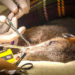 Brevard Zoo’s 11-Year-Old Male Swamp Wallaby ‘Thumper’ Has Lower Front Teeth Extracted Brevard Zoo’s 11-Year-Old Male Swamp Wallaby ‘Thumper’ Has Lower Front Teeth Extracted