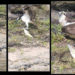 FWC IMAGE: Florida Osprey Catches Fish Almost His Size, Still Manages to Get it to Shore