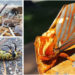 IMAGE: Largest Caterpillar in North America, ‘Hickory Horned Devil’ Transforms into Regal Moth