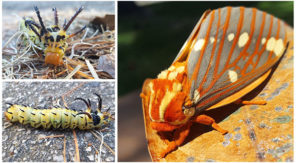 DO CATERPILLARS KNOW THAT THEY TURN INTO BUTTERFLIES? HE'S