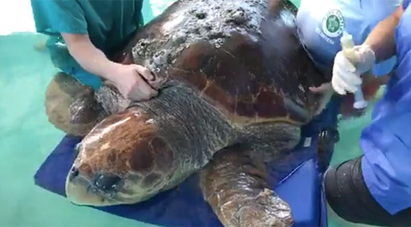 WATCH: Brevard Zoo Treats Massive Loggerhead Sea Turtle 'Perseverance ...