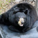 FWC: With Summer Coming to an End, Be ‘Bear Wise’ this Fall, Secure Garbage and Other Foods