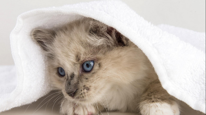 cat bowel incontinence treatment