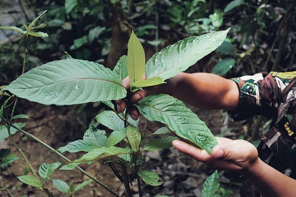 5 New Kratom Vendors To Try in 2020