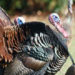 FWC: Prepare for Spring Turkey Season with Updated Information and Wild Turkey Distribution Map