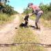 WATCH: FWC Detector Dogs Truman, Eleanor Track Down Invasive Burmese Pythons in the Everglades