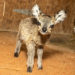 WATCH: Brevard Zoo’s Four-Year-Old Antelope Deborah Gives Birth to Klipspringer Calf