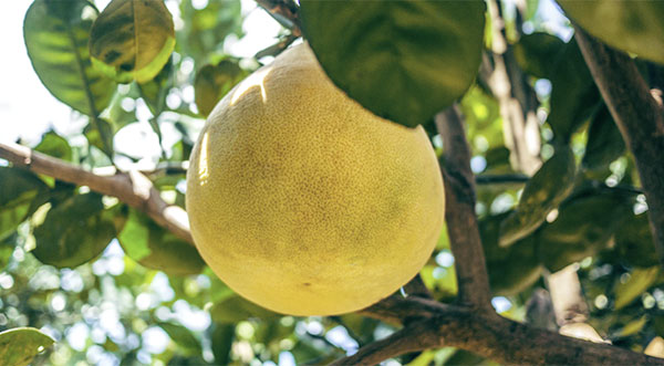 5 Best Citrus Fruits Grown in Florida - Space Coast Daily