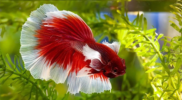 Do Betta Fish Float When They Die - Know Everything to Clear Your