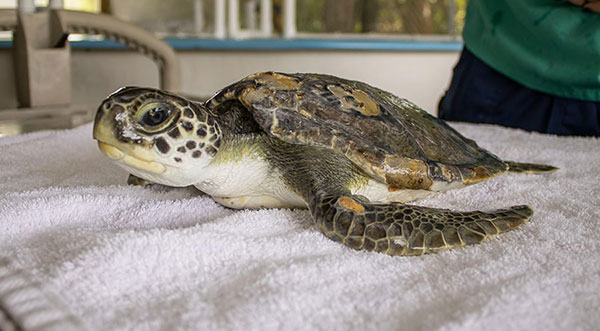 Brevard Zoo to Release Sea Turtle at Pelican Beach Park in Satellite ...