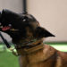 Patrick Space Force Base Welcomes Newest K9, 2-Year-Old Belgian Malinois ‘Turbo’