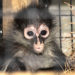 Brevard Zoo Provides Forever Home for Confiscated Black-Handed Spider Monkey ‘J’